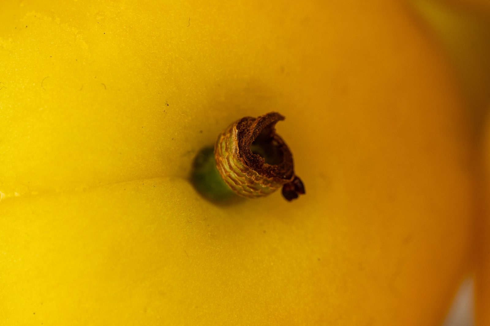 Closeup Appricot — closeup photograph of flower, bee, fruit