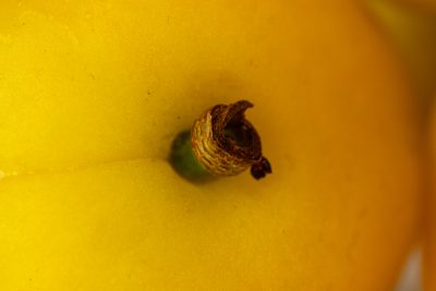 Closeup Appricot