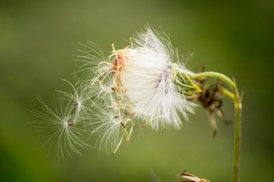 Random Flower