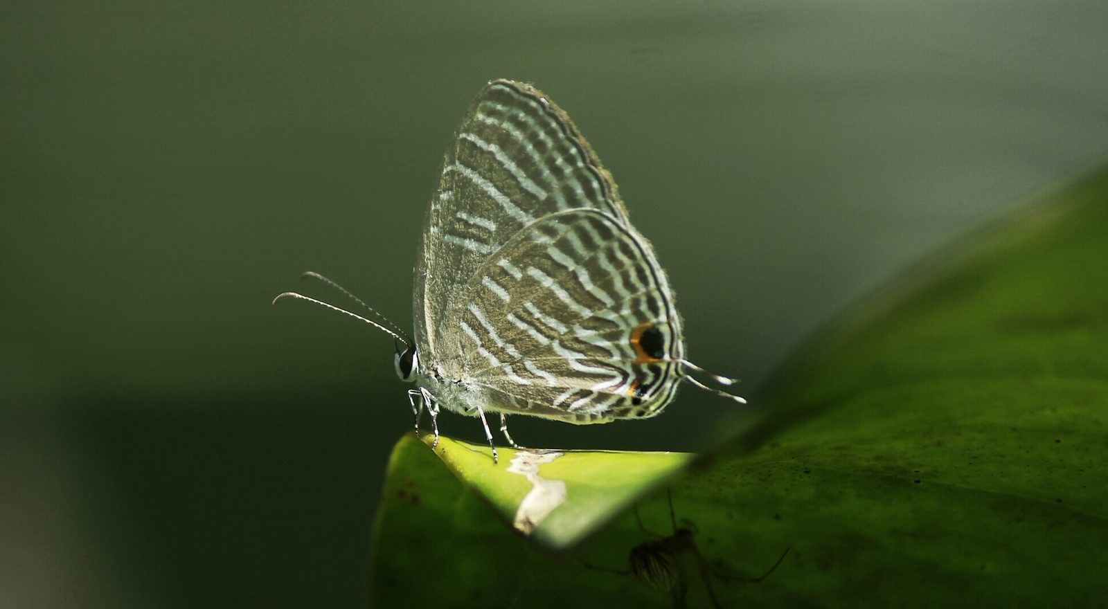 Butterfly — wildlife photograph of butterfly, insect, leaf