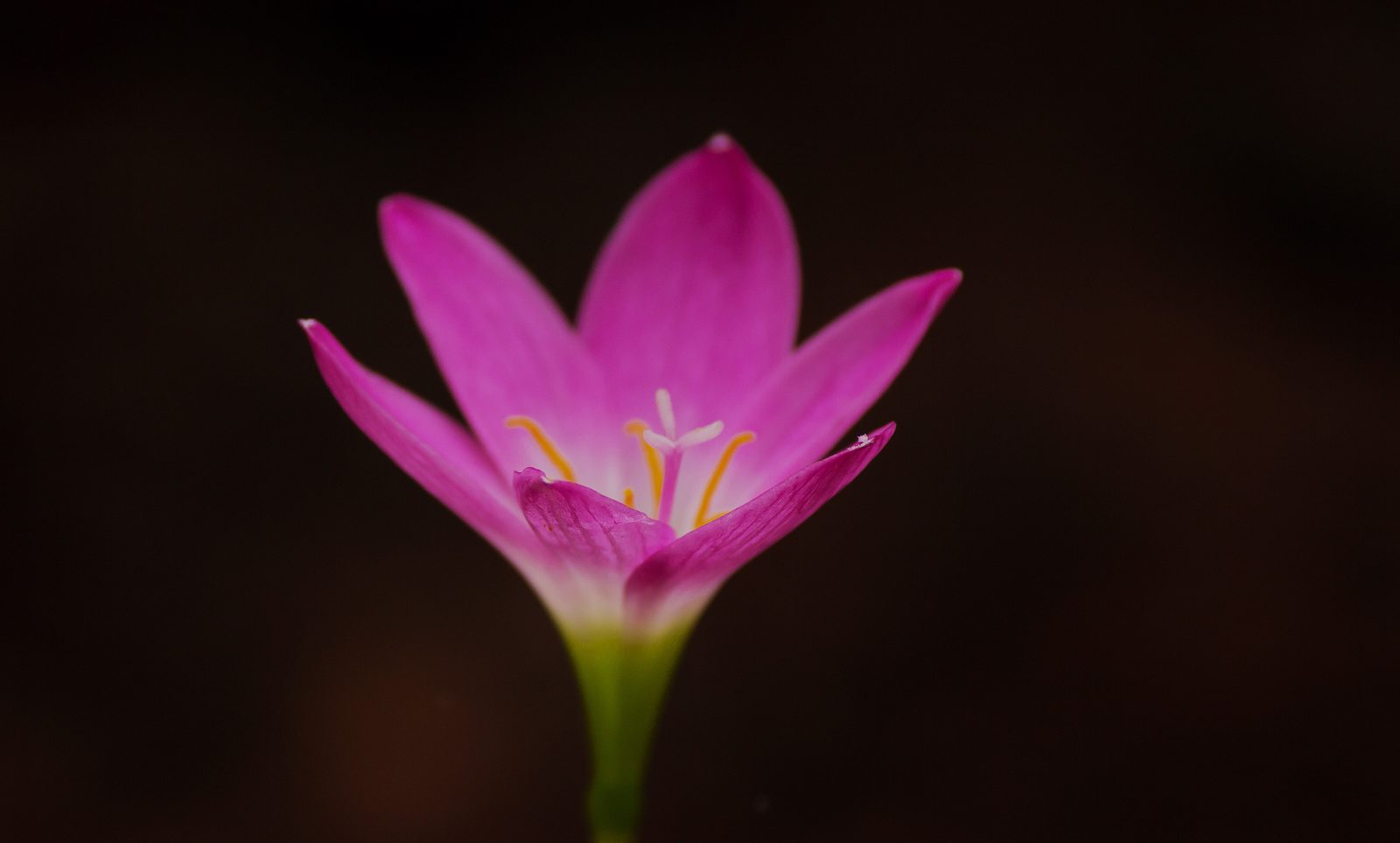 Flower — nature photograph of flower, pink, macro photography