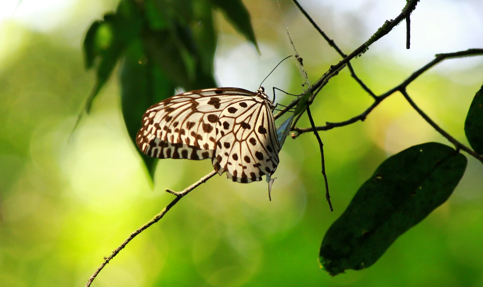 Polka Dot Butterfly — wildlife photograph of butterfly, insect, leaf
