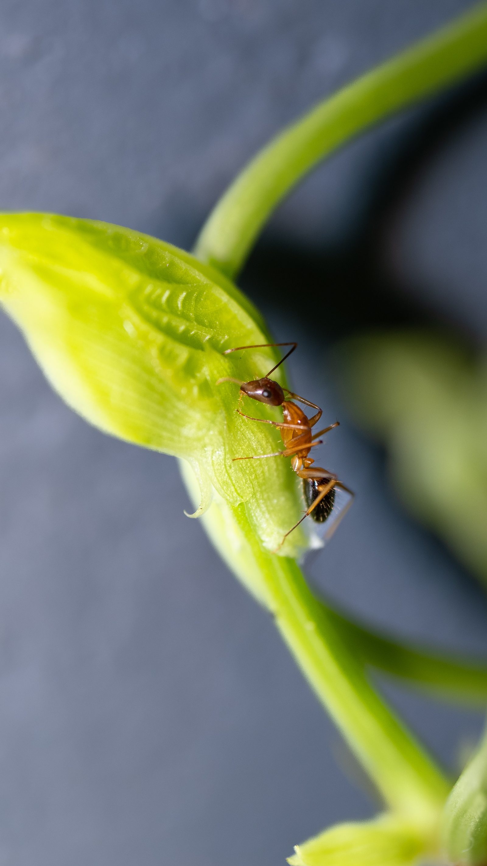 Ant — macro photograph of insect, ant, macro photography