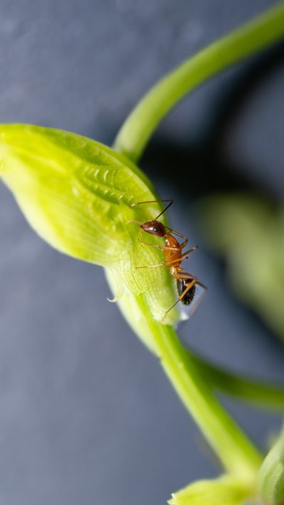 Ant