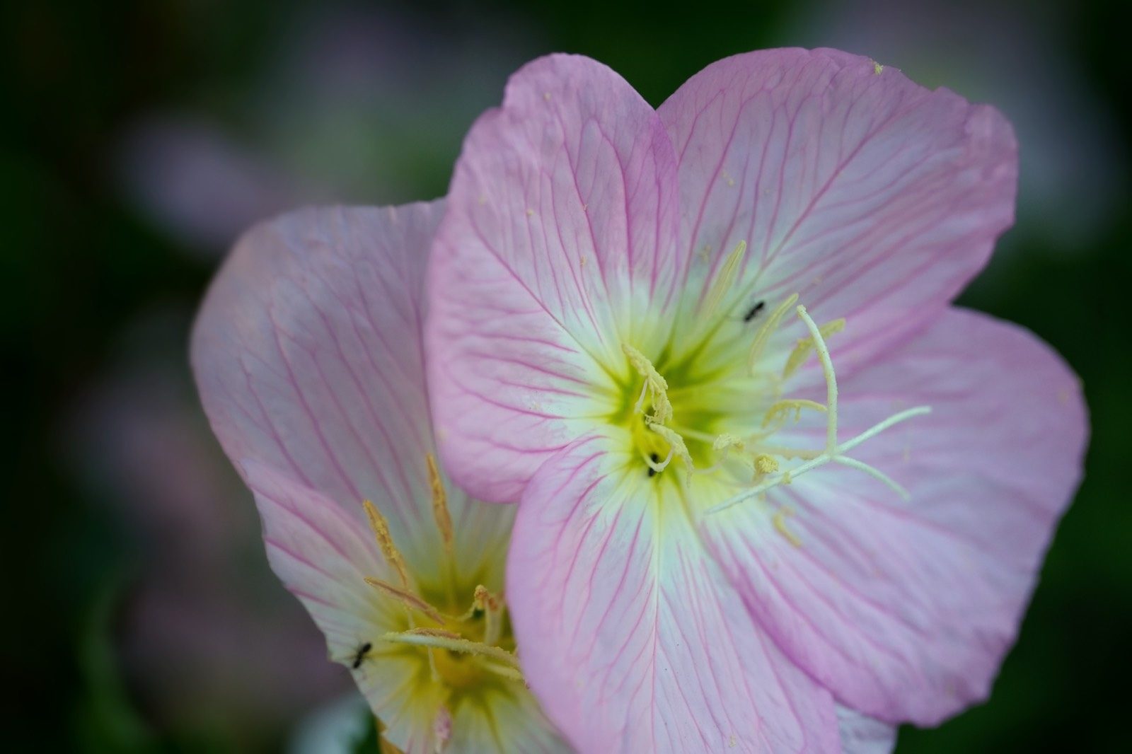 Flower — nature photograph of flower, pink, petals