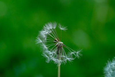 The Dandelion