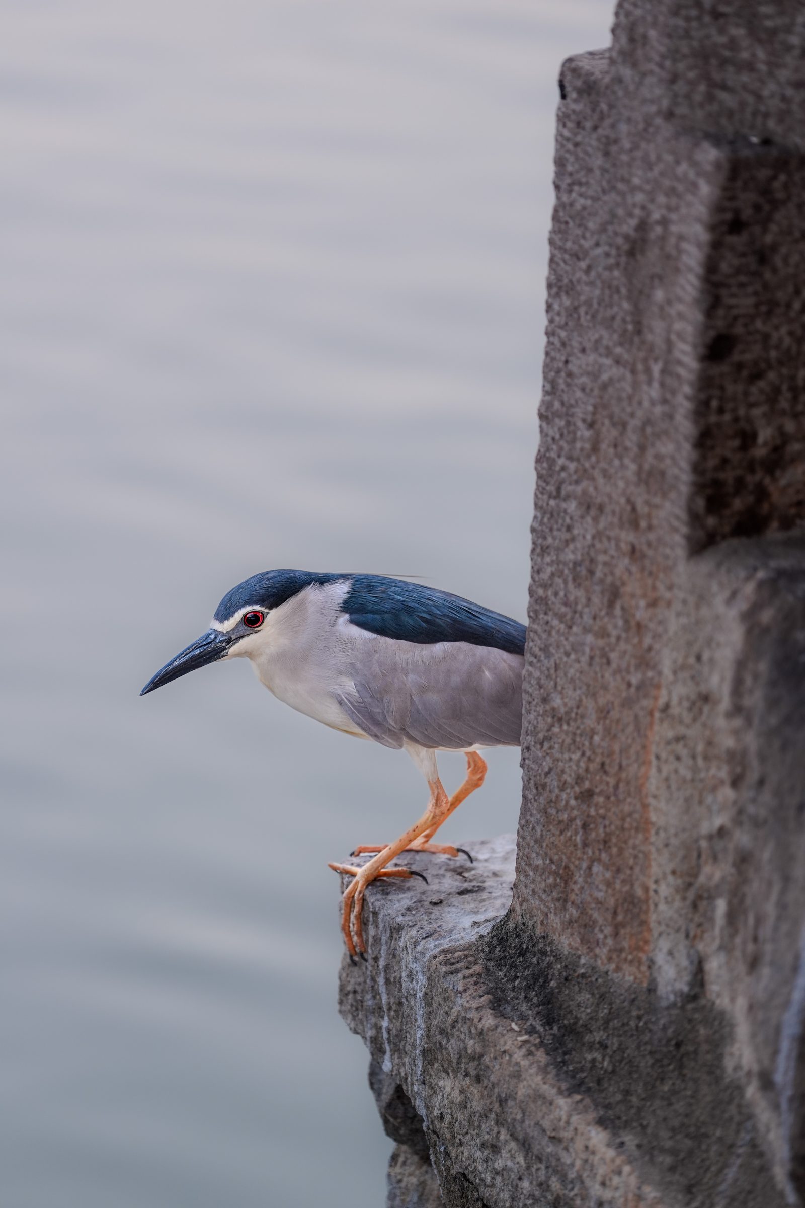 Bird — bird photograph of bird, wildlife photography, wildlife