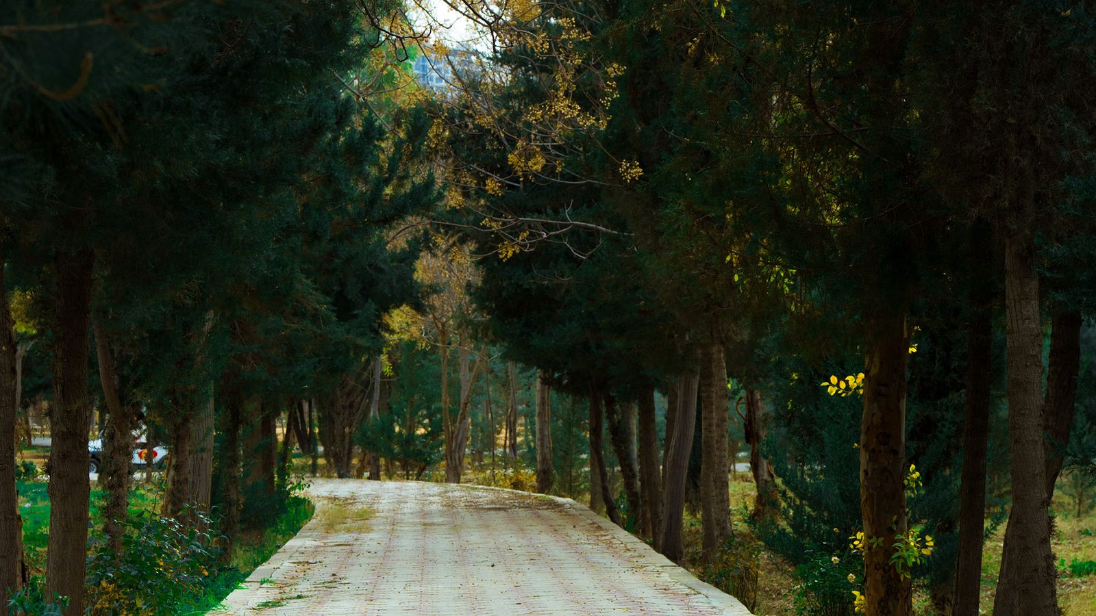Landscape footpath trees — landscape photograph of road, forest, bridge